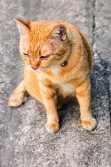 Street cat isolate on background,front view from the top, technical cost-up.