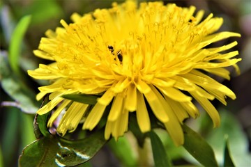beautiful yellow dandelion on which ants sit