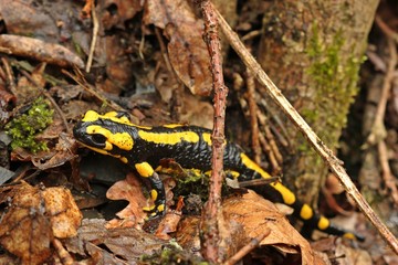 Naklejka premium Feuersalamander im Nationalpark Kellerwald