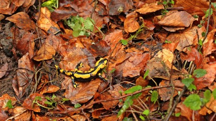 Feuersalamander im Nationalpark Kellerwald 

