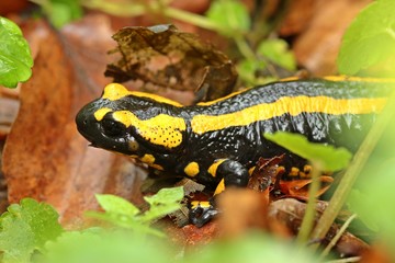 Feuersalamander im Nationalpark Kellerwald 

