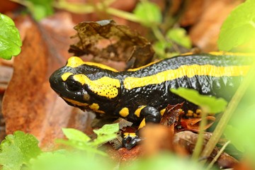 Feuersalamander im Nationalpark Kellerwald 

