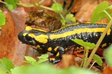 Feuersalamander im Nationalpark Kellerwald 


