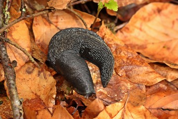 Schwarzer Schnegel (Limax cinereoniger) 
