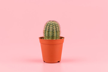 Close-up of a small cactus in a flowerpot for decorated against pastel pink background.