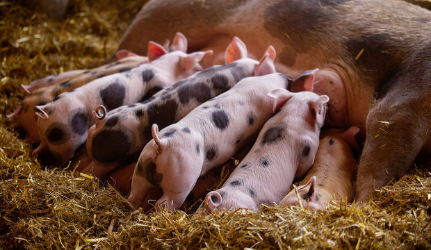 Ferkel Schweine S&auml;ue