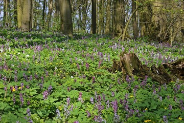 Wald mit blühendem Lerchensporn (Corydalis cava) 
