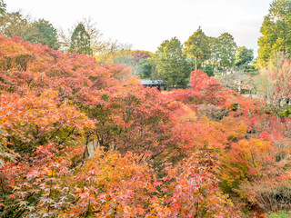 Colorful leaves with Japanese pavilion