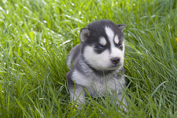 Fototapeta premium siberian husky puppy