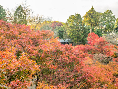 Colorful leaves with Japanese pavilion