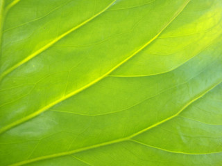 green leaf closeup