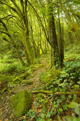 Fototapeta na wymiar Subtropical rain forest in the island of La Palma, Canary Islands