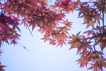 Red maple leaves in autumn season with sky blurred background, taken from Japan.