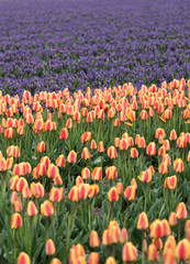 Tulip and hyacinth  fields of the Bollenstreek, South Holland, Netherlands