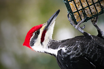 Male Pileated Woodpecker dangling on suet feeder closeup