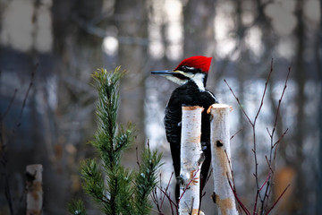Male pileated woodpecker perched on birch stump looking left. Winter scene with evergreen branch and snow.