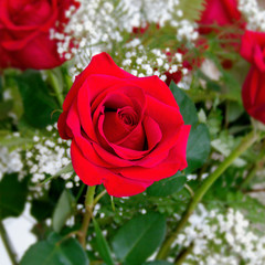 Beautiful Red Rose - Rosaceae Rosoideae Rosa - Arranged with White Baby's Breath for Valentines Day