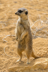 Fototapeta premium cute meerkat standing on watch 
