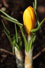 Yellow crocus bud