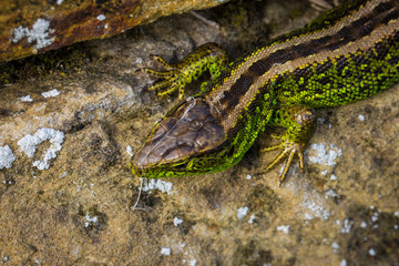 Orchideen, Eidechsen, Frühling, und mehr