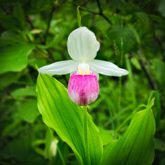 Showy Lady's-slipper - Cypripedium reginae - also known as Pink-and-white Lady's-slipper or the...