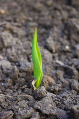 the first green sprouts of seedling plants from the seeds in the ground