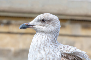 Seagull in Bath Spa