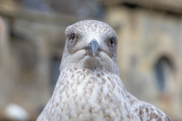Seagull in Bath Spa