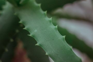 aloe, medicinal plant, herb, medicinal herb, green plant, aloe close-up