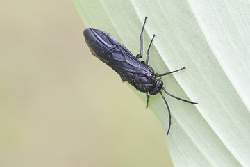 Solomon's seal sawfly, Phymatocera aterrima