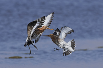 Black-tailed godwit (Limosa limosa)