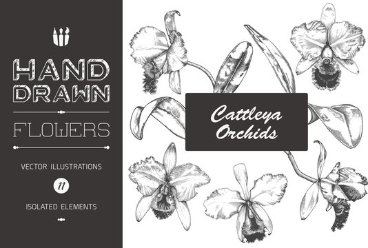 Hand Drawn Cattleya Orchid Illustrations