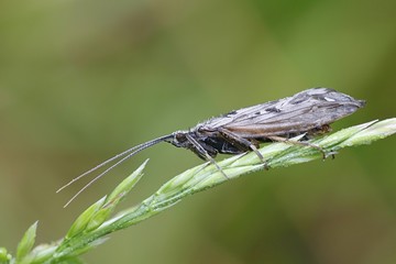 Caddisfly resting on grass
