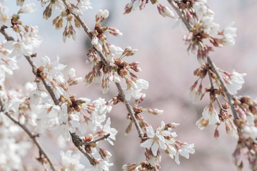 Pink and Pale Pink Cherry Blossoms in full bloom and colors