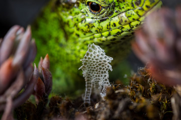 Orchideen, Eidechsen, Frühling, und mehr