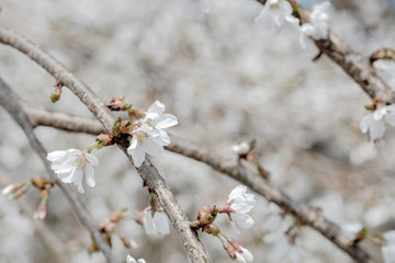 Pink and Pale Pink Cherry Blossoms in full bloom and colors