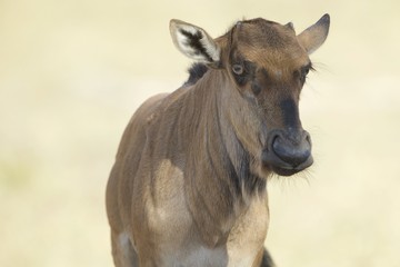 Blue Wildebeest Calf