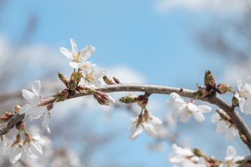 Pink and Pale Pink Cherry Blossoms in full bloom and colors