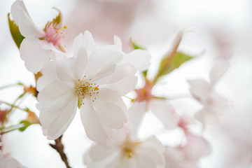 Pink blossoms during springtime