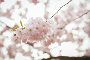 Pink blossoms during springtime