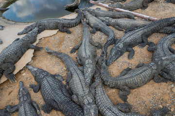 At Crocoloco Crocodile Farm