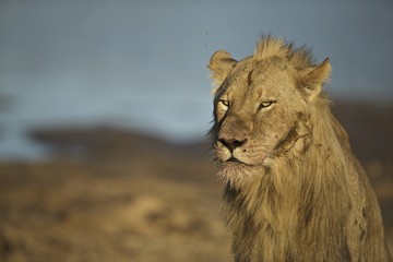 Young male lion