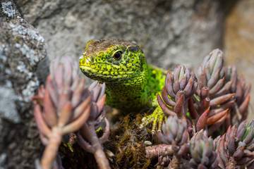 Orchideen, Eidechsen, Frühling, und mehr