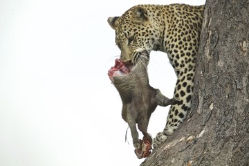Leopard with Warthog Prey in tree