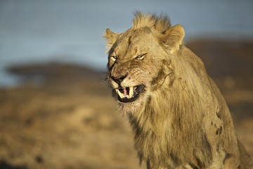 Male Lion Grimacing