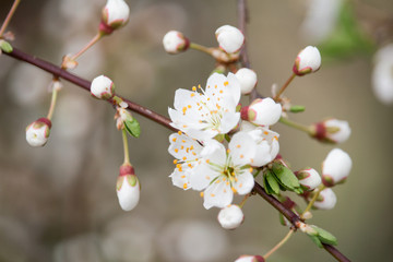 Blossom of cherry tree on branch, macro photo