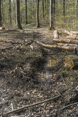 Zerstörung des Waldbodens durch den Einsatz von Grossmaschinen bei der Holzernte