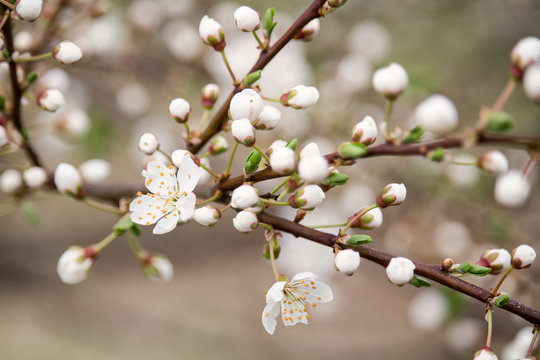 Detail of spring blossom of cherry tree