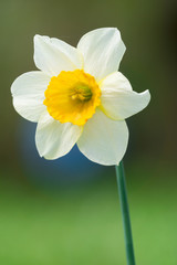 Weiße Schalen-Narzissen (Narcissus) blüht im Frühling.