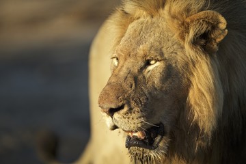 Big Male Lion